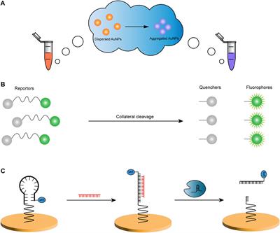 Research progress of CRISPR-based biosensors and bioassays for molecular diagnosis